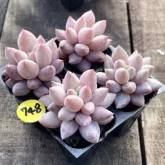 NEW❗️748 多肉植物　明珠　抜き苗　寄せ植え　4苗セット❣️