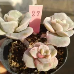 ❤️専用出品❤️ラブリーローズ錦　　　　　　　　　　❤️お値打ち品③❤️ 2025年最新】ラブリーローズ錦の人気アイテム - メルカリ