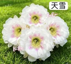 2026年最新】花の種の人気アイテム - メルカリ