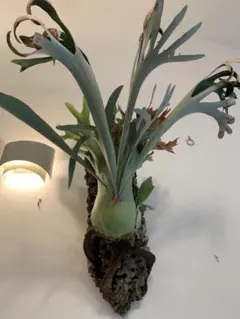 2026年最新】ビカクシダ ペガサスの人気アイテム - メルカリ