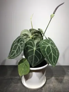 2025年最新】アンスリウム クラリネルビウムの人気アイテム - メルカリ