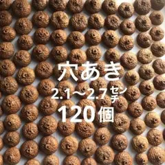 北海道 レッドオーク　穴あき　どんぐり帽子　120個　煮沸消毒済