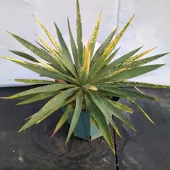 2025年最新】グロリオサ 散り斑の人気アイテム - メルカリ