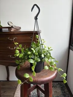 2025年最新】ホヤ 植物の人気アイテム - メルカリ