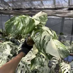 斑入りモンステラ ボルシギアナ ホワイトタイガー 茎挿し 茎伏せ