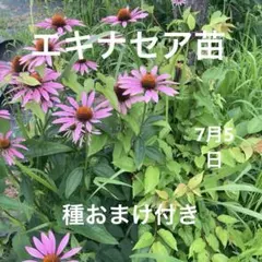 エキナセア パラディソ スーパーデューパー 6センチポット 2苗 八重