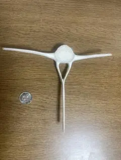イルカの脊椎骨 標本 インテリア 置物