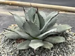 2025年最新】アガベ パリーホーチエンシスの人気アイテム - メルカリ