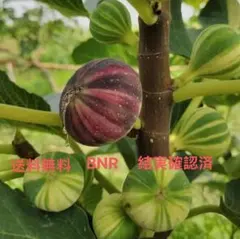 2026年最新】イチジク穂木の人気アイテム - メルカリ