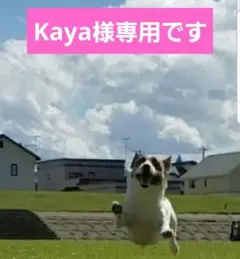 ♡kaya様専用です♡