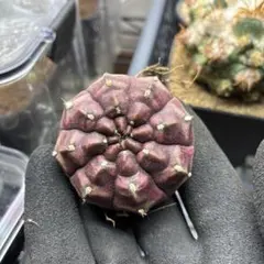 A. K.様 リクエスト 2点 まとめ商品