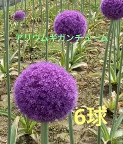 無農薬栽培　ギガンチウムの球根　24個入り 2025年最新】ギガンチューム球根の人気アイテム - メルカリ