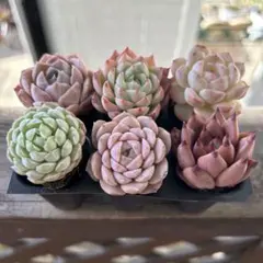 G. Sato様 リクエスト 2点 まとめ商品