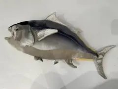 Colorata（Earth Family）マグロ ぬいぐるみ（Lサイズ・中古）