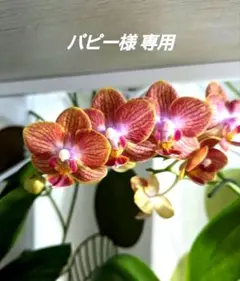 パピー様専用☆100〜120キッズエプロン&三角巾2セット☆オーダー