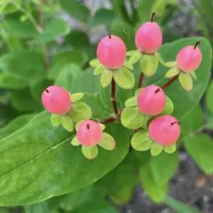 ヒペリカム 赤 根付き苗 メルカリ便発送‼️ - メルカリ