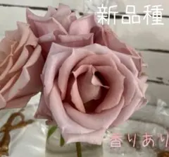 ❀ご購入前にコメントお願い致します❀　バラ　苗　切り花品種