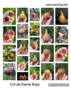 たけとんぼ様 リクエスト 3点 まとめ商品