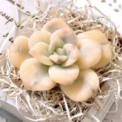 2025年最新】ラブリーローズ 錦の人気アイテム - メルカリ