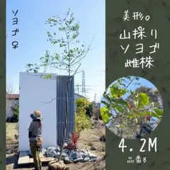 2026年最新】山採り ソヨゴの人気アイテム - メルカリ