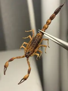 サソリタバコに悪用されかねないキョクトウサソリ科のチャイニーズ