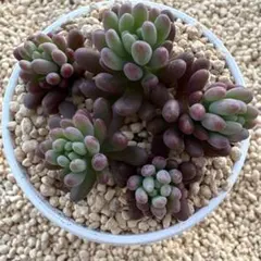 ☆スプリングワンダー×乙女心☆ 多肉植物 カット苗 メルカリ便