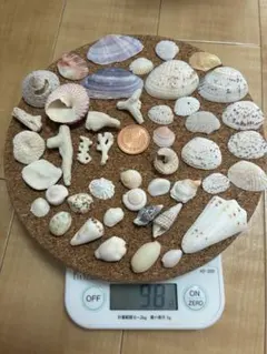 貝殻セット 98g +おまけ10g