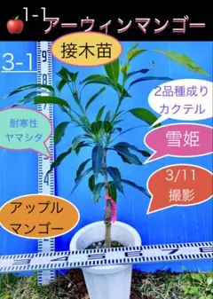 ☆沖縄県産アップルマンゴー 接ぎ木苗木2年目 - メルカリ
