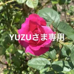蓮紙【YUZU さま専用】