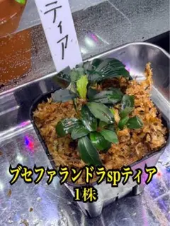 SHO ガジェット豊富♪様 リクエスト 2点 まとめ商品