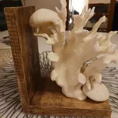 激レア★大人気★ザラホーム　ホワイトコーラルブックエンド