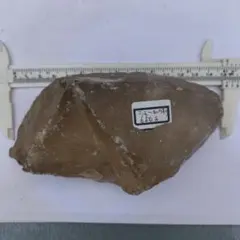 2007年初記載の超レア化石 Guangweicaris spinatus - メルカリ