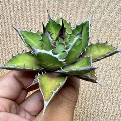 Lj_plants】Z054アガベ パリー トランカータ オリザバ錦 変異種 - メルカリ