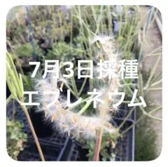 自家採種した超新鮮な パキポディウム 恵比寿大黒 の種子100粒 自家採種した超新鮮な パキポディウム 恵比寿大黒 の種子20粒 - メルカリ