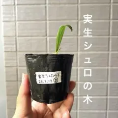 実生シュロの苗木 抜き苗発送(E) - メルカリ