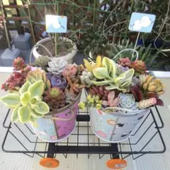 Gセット　ハンドメイド多肉植物寄植え　ワゴンタイプ　動物柄　カラフル