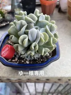 35 多肉植物 トップシータービー 群生 大苗 抜き苗 ¥500 - メルカリ