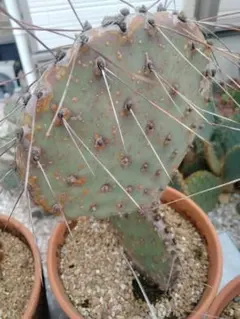 輸入苗 opuntia San Juan オプンチア サボテン 多肉植物 輸入苗 opuntia San Juan オプンチア サボテン 多肉植物 - メルカリ