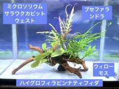 希少ミクロソリウムsp.サラワクカピットウエスト6株200葉以上大株自然活着流木 Yahoo!オークション - ミクロソリウムsp サラワク カピット