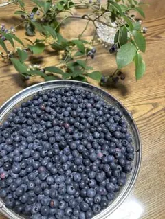 今朝の収穫　新鮮なブルーベリー　広島県産のサムネイル