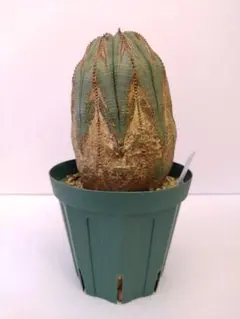 アズテキウム ヒントニー 実生 サボテン 陶器鉢 - メルカリ