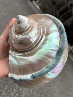 夜光貝　特大（16cm）磨き上げ済み　置き物　アクセサリー 夜光貝 特大（16cm）磨き上げ済み 置き物 アクセサリー - メルカリ