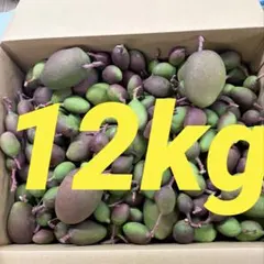 宮崎県産摘果マンゴー 10kg - メルカリ