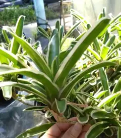 観葉植物⭐ネオレゲリア⭐ファイヤーボール⭐カット苗☓1⭐＋多肉植物カット苗☓1のサムネイル
