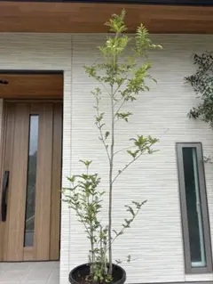 ヤマボウシ約3メートル　落葉樹 　鉢植え 山法師　鉢底 ヤマボウシ約3メートル 落葉樹 鉢植え 山法師 鉢底 - メルカリ