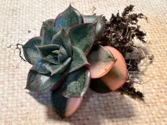m*i様 n647 新入荷　麒麟座錦　エケベリア　多肉植物　撮影2月22日