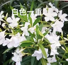 Collie様 リクエスト 2点 まとめ商品