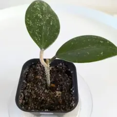 匿名配送】ホヤ クラシペティオラータ スプラッシュ - メルカリ