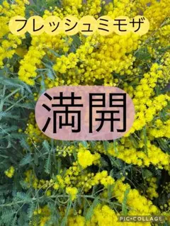 あと少し‼︎フレッシュミモザ♡ネコポスサイズ