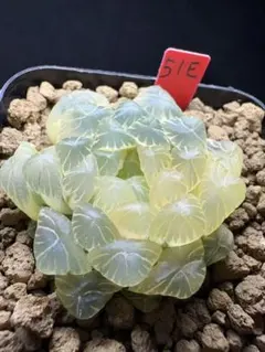 9a 多肉植物 ハオルチア　赤線オブツーサ錦実生糊斑　自家繁殖　鉢植え発送 83c 多肉植物 ハオルチア 湖オブツーサ錦糊斑 自家繁殖 鉢植え発送